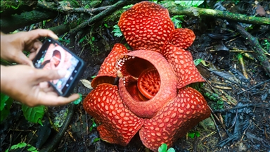 Indonezi, çel lulja më e madhe në botë "Rafflesia Arnoldii"