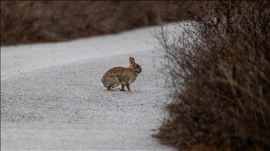 Suspect arrested for kicking rabbit in Japan