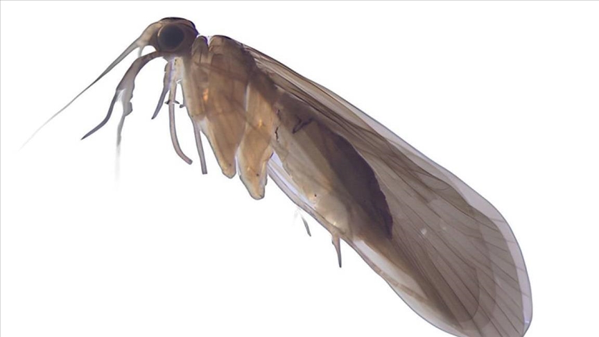 Një insekt ri është zbuluar në Kosovë, ekzistenca e tij është në rrezik