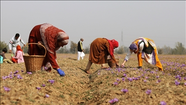 AI seeds change in Kashmir's agricultural transformation, say experts