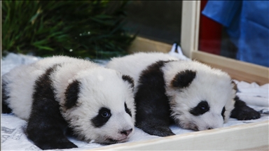 2 pandas from China make debut in US capital