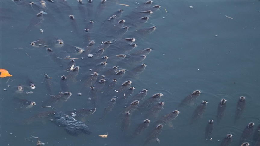 Adana'da balık ölümleri görülen Ceyhan Nehri'nde inceleme başlatıldı