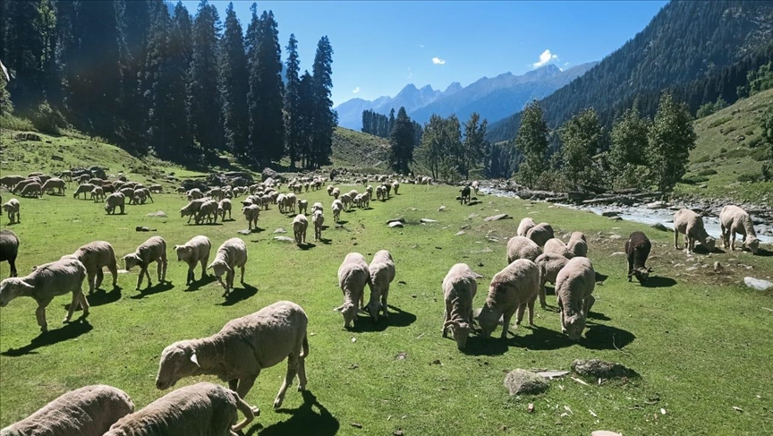 Kashmir’s 'chopans': Traditional contract shepherding under strain but alive