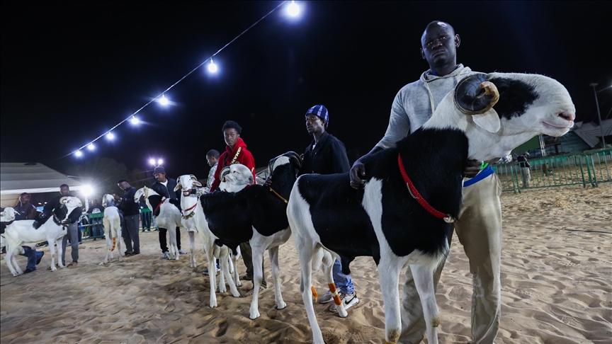 Sénégal: Les "ladoums", rois des moutons, font le show