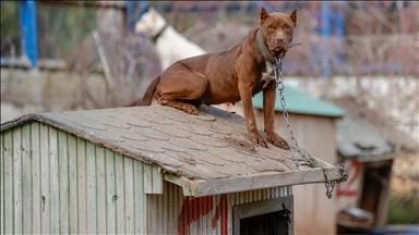 Man jailed for 3 years in UK after XL bully dog attacked 12-year-old girl