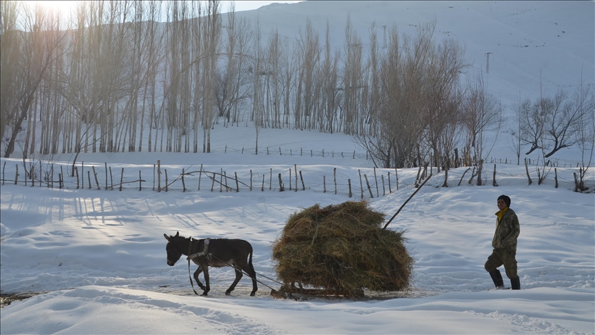 Muş ve Hakkari'de besiciler hayvanları için kızaklarla ot taşıyor