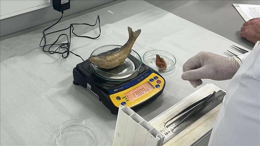 Nesli tehlike altındaki "yağ balığı" Isparta'da çoğaltılıyor