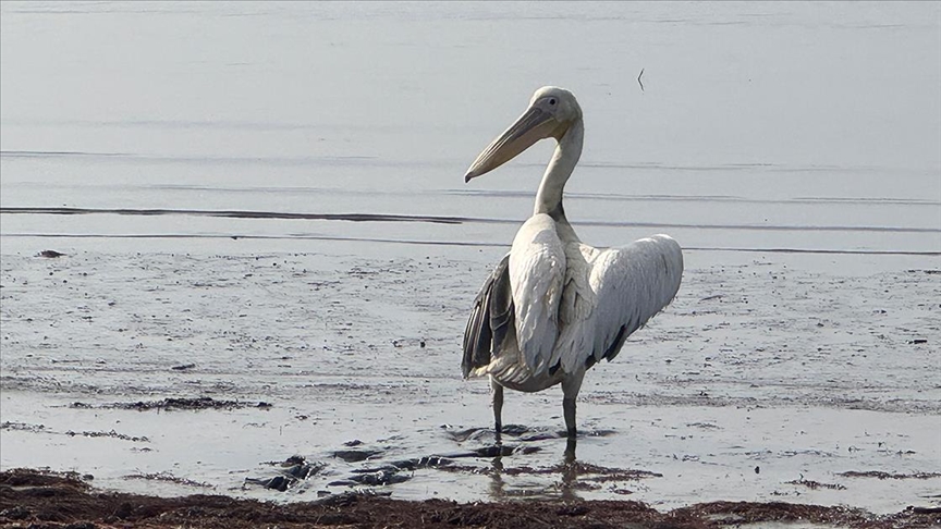 Kocaeli'de Dünya Sulak Alanlar Günü flamingo gözlem şenliğiyle kutlandı