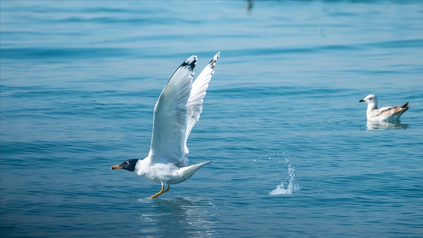 Mersin'de buluşan kuş gözlemcileri Doğu Akdeniz'deki martı türlerini fotoğrafladı 