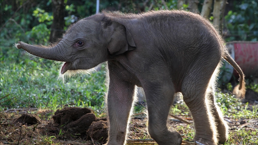 Wild elephant kills German tourist in India