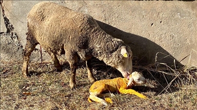 Erzincan'da doğum yapmakta zorlanan koyun İl Tarım ve Orman Müdürlüğünde kurtarıldı