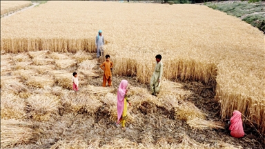 Pakistan’s agriculture feels heat of winter drought