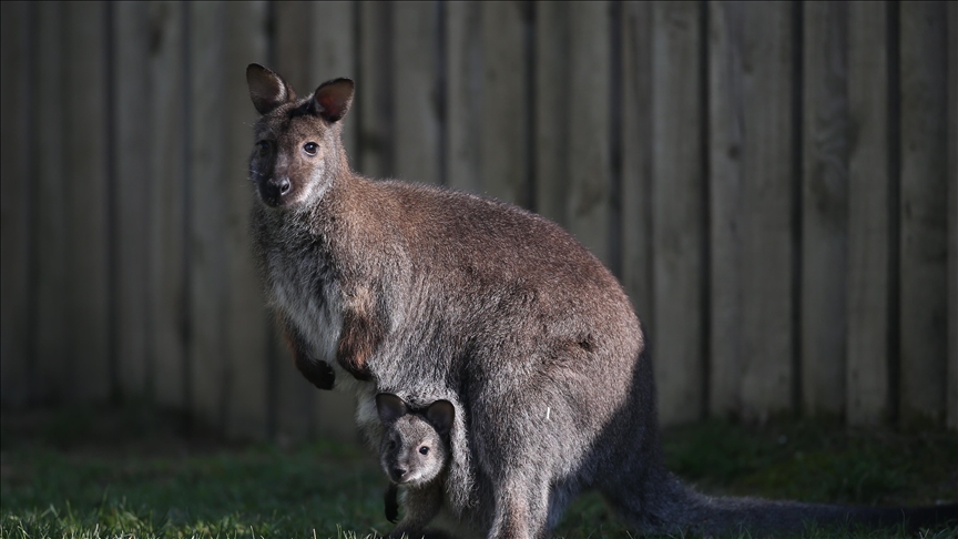 Australian scientists produce 1st kangaroo embryo through sperm injection