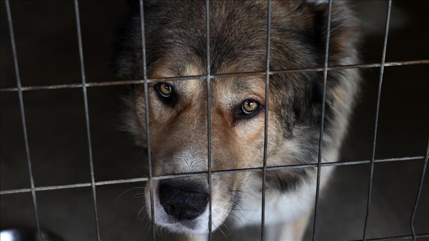 40% of dog farms in South Korea close after dog meat ban