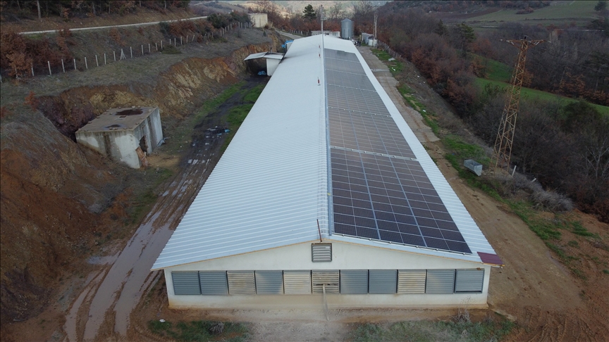 Tavuk çiftliği elektriğini devlet desteğiyle kurulan güneş santralinden sağlıyor