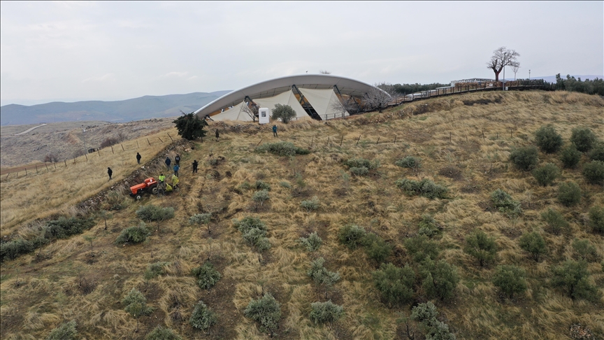 Gobeklitepe moves olive trees to safeguard ancient artifacts