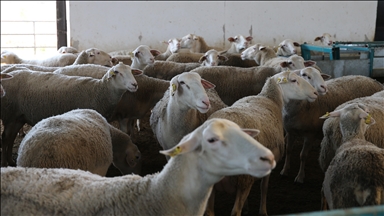 Yeni yol haritasıyla küçükbaş hayvan sayısında artış trendi yakalanacak