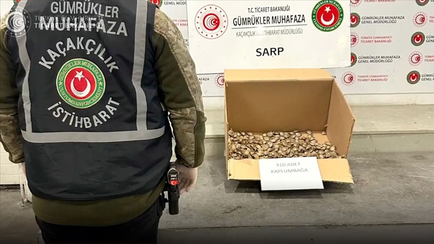 Sarp Gümrük Kapısı'nda 910 su kaplumbağası ele geçirildi