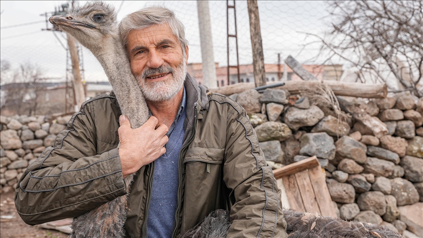 Hediye edildiği iş yerinden kaçan deve kuşu, büyütüldüğü mahalleye geri döndü