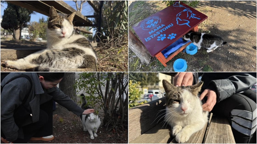 Görme engelli kedi "Korsan" diş hekimliği fakültesinin maskotu oldu