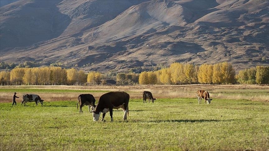 Erzurum'da "Kırsalda Bereket, Hayvancılığa Destek Projesi"ne 2 bin 500 başvuru yapıldı