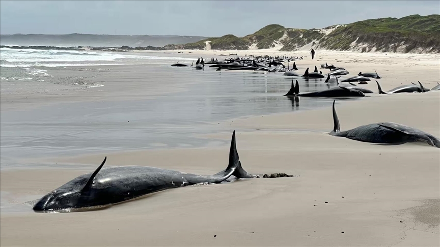 Preko 150 lažnih kitova ubica nasukano na Tasmanijskoj plaži u Australiji