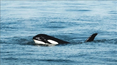 Over 150 false killer whales stranded on Tasmanian beach in Australia