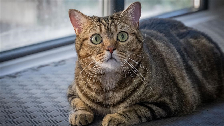 Obez kedi "Simba" pilates yaparak zayıflıyor