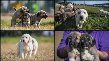 TİGEM'de yetiştirilen safkan akbaş ve kangal yavruları için 6 ay sıra bekleniyor