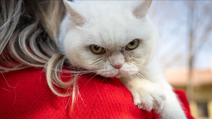 Kalp hastası kedi Lucy'ye "stressiz yaşam" tavsiyesi