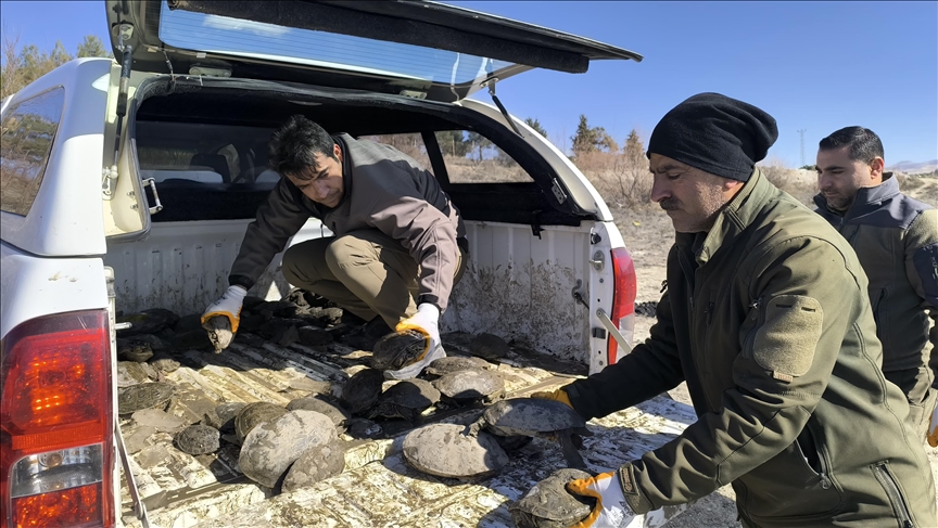 Şanlıurfa'da mahsur kaldıkları dereden kurtarılarak bakımları yapılan 316 kaplumbağa doğaya bırakıldı