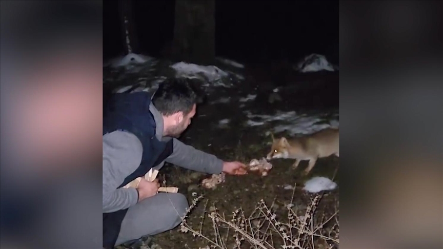 Yalova'da mangal yapanlar tilkiye yemek verdi