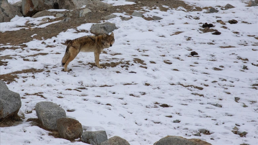 Pakistan’s vanishing wolves spark urgent calls for conservation