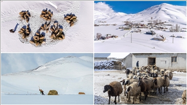 Vanlı besiciler hayvanları için çetin kış şartlarına göğüs geriyor