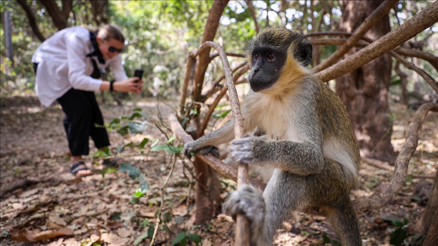 Bijilo Forest Park: Gambia’s ‘Monkey Park’ offers wildlife sanctuary