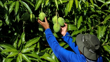 Climate change puts world's key food crops at high risk: Study