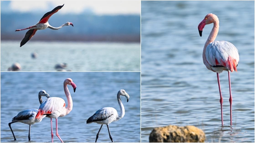 Flamingo population in eastern Mediterranean doubles compared to 2024