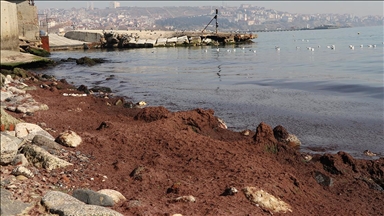 Tekirdağ'da kuvvetli rüzgar nedeniyle sahilin bir kısmına kırmızı yosun birikti