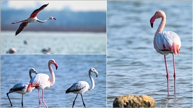 Doğu Akdeniz'de gözlemlenen flamingo sayısı geçen yıla göre iki katına çıktı 