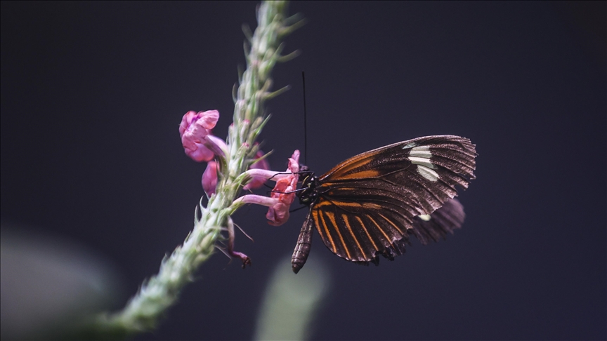 ABD'deki kelebek popülasyonunun 2000-2020 arası yüzde 22 azaldığı belirlendi