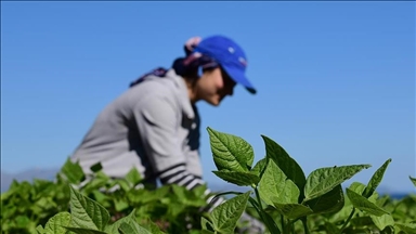 Kadın çiftçiler FAO'nun uyguladığı kotayla projelerde daha çok söz sahibi