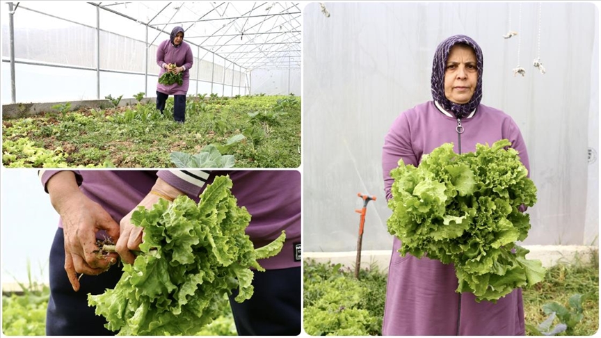 Emekliliğin ardından devlet desteğiyle kurduğu serada sebze yetiştiriyor