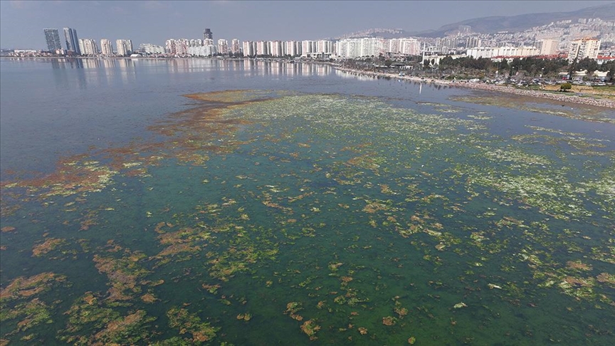 İzmir Körfezi'nde yosunlar yeşil örtü oluşturdu