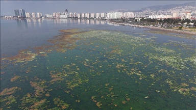 İzmir Körfezi'nde yosunlar yeşil örtü oluşturdu