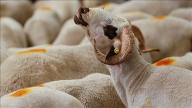 Algérie : Vers l’importation d’un million de moutons en prévision de l'Aïd al-Adha