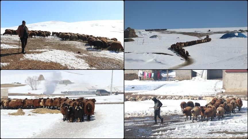 Li Agiriyê heywandar ji bo heywanên xwe li hemberî berf û sermayê têdikoşin