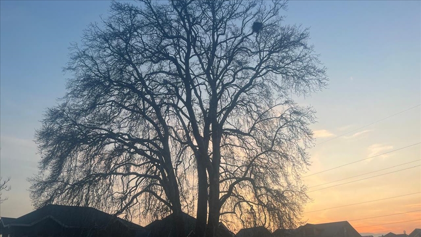 Vanishing giants: Kashmir’s ancient Chinar trees in peril