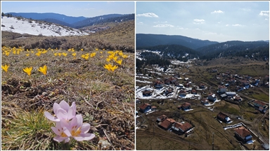 Çankırı'da baharın müjdecisi çiğdemler Büyük Yayla'yı sarıya boyadı