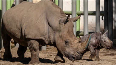 ‘We will not fail them this time’: Tanzania seeks to revive wiped out white rhinos