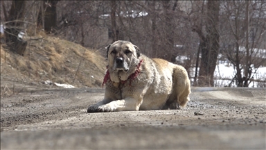 Hakkari'de sahipli köpekler kimliklendiriliyor, sahipsiz olanlar da toplanıyor